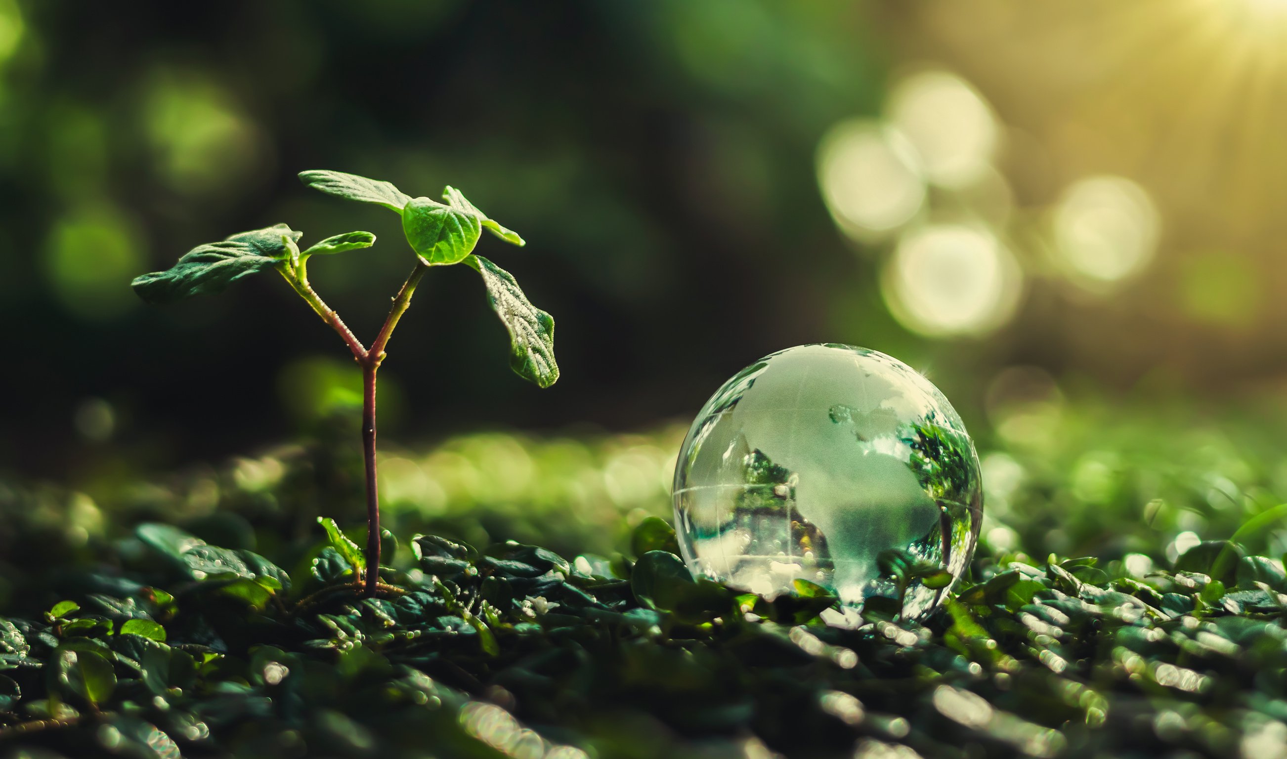 glass globe ball with tree growing and green nature blur background. eco earth day concept